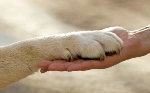 Lucca: incontro per affrontare il lutto per la perdita degli animali domestici