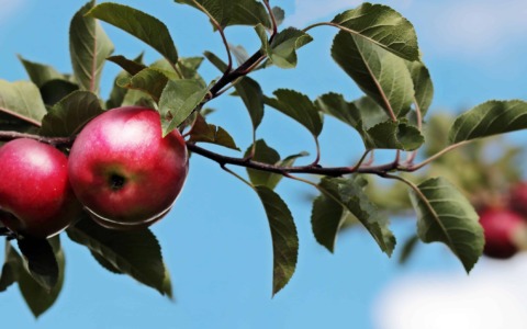 Massa Macinaia apre il “Frutteto dei bambini”