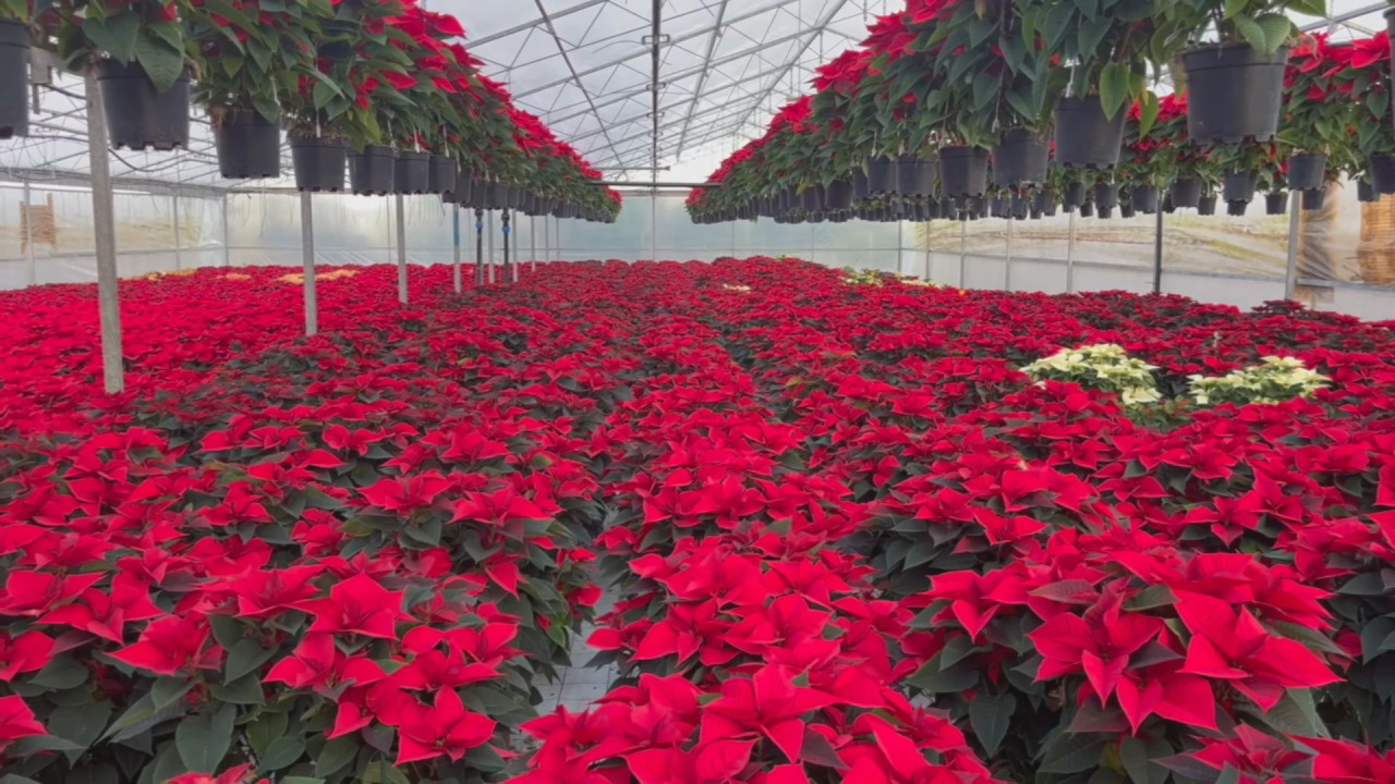 La Stella di Natale: un classico intramontabile