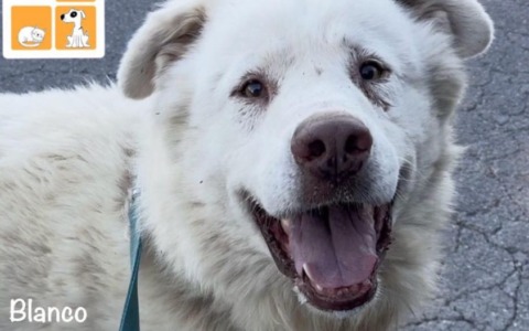 Open Day al Canile di Pontetetto: il Comune organizza una giornata per le adozioni responsabili