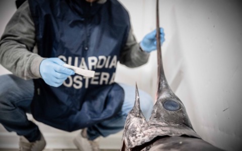 Sequestrati 30 kg di pesce non conforme durante i controlli di Capodanno