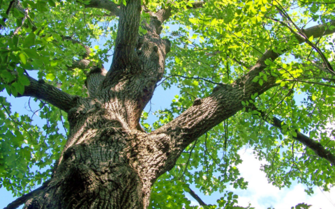Interventi di abbattimento alberi a Lucca per garantire la sicurezza pubblica