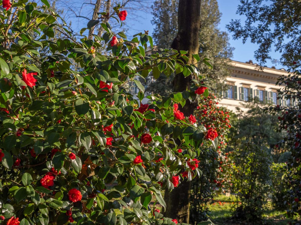 San Valentino a Villa Reale di Marlia, tra le prime camelie in fiore