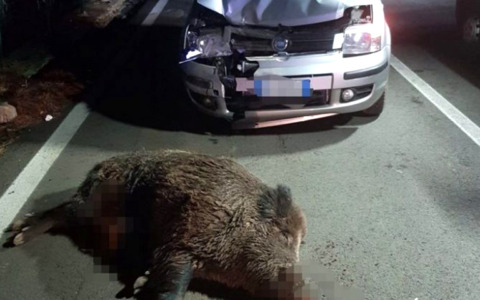 Condanna della Regione Toscana dopo l’incidente con un cinghiale a Massarosa
