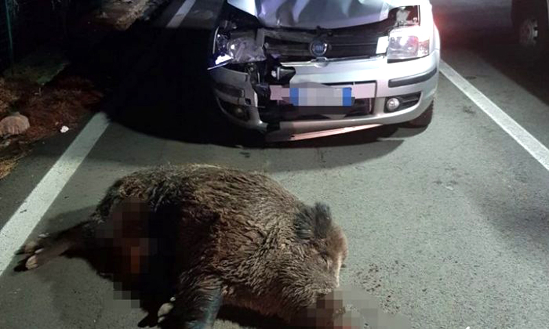 Condanna della Regione Toscana dopo l’incidente con un cinghiale a Massarosa