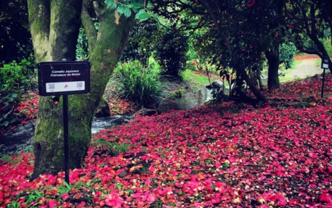 La camelia sarà parte dello stemma del Comune di Capannori