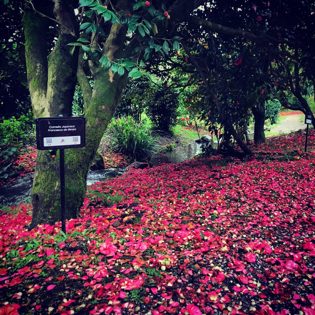 La camelia sarà parte dello stemma del Comune di Capannori